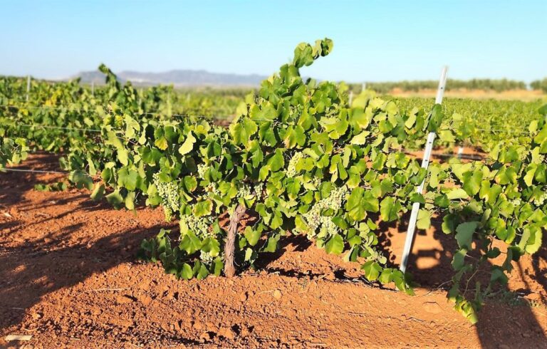 UAGR considera insuficiente el presupuesto para la vendimia en verde en 2025 53 UAGR considera insuficiente el presupuesto para la vendimia en verde