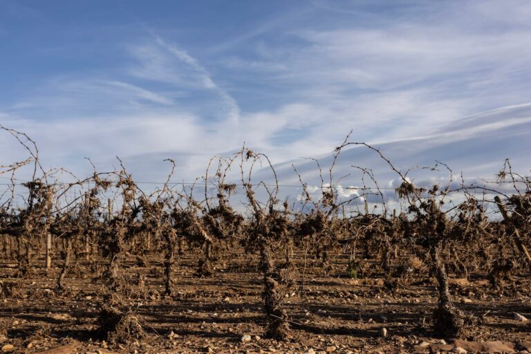 Vinos de Valencia: Un brindis por los productores afectados por la dana 37 UG3MPO23I5AADGQFOLWWIVBJSY