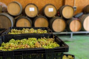 UPA asegura que aranceles del 200 al vino no afectaran