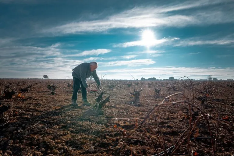 Los viticultores de La Mancha se enfrentan al reto más importante del año: la poda