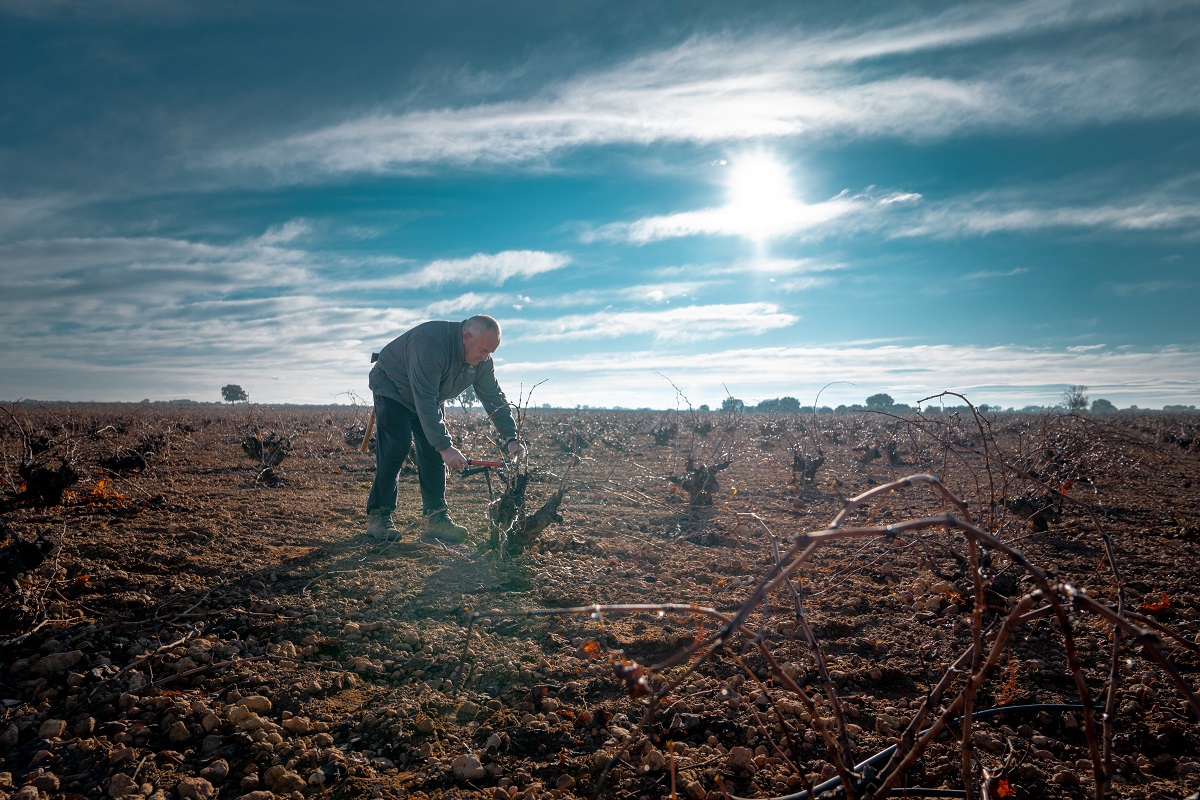 Los viticultores de La Mancha se enfrentan al reto más importante del año: la poda 1 Una buena poda determina la calidad del proximo ano