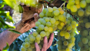 Uva Pedro Ximenez 2