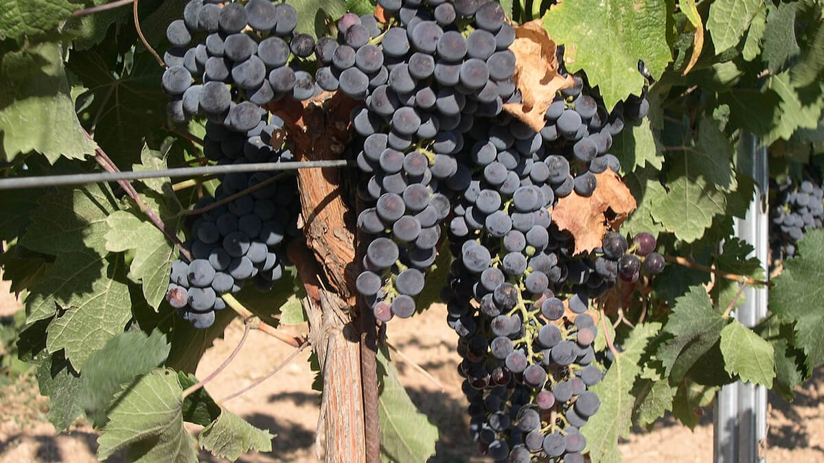 Uva Merlot: origen, enología, cata y características 1 Uva merlot