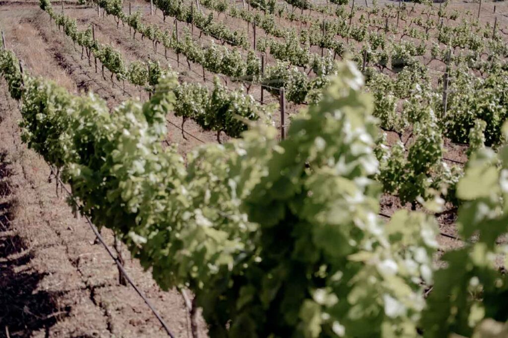 Bodega Los Lirios: vinos únicos y sostenibles en pleno corazón volcánico 2 Bodega Los Lirios