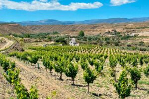 Vinedos Bodegas Vilaplana