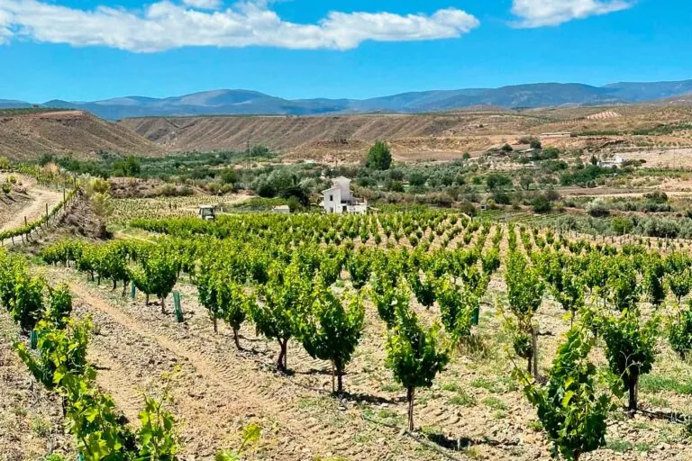 Luis Vilaplana y Bodegas Vilaplana: el arte de hacer vinos únicos desde el corazón del Altiplano de Granada