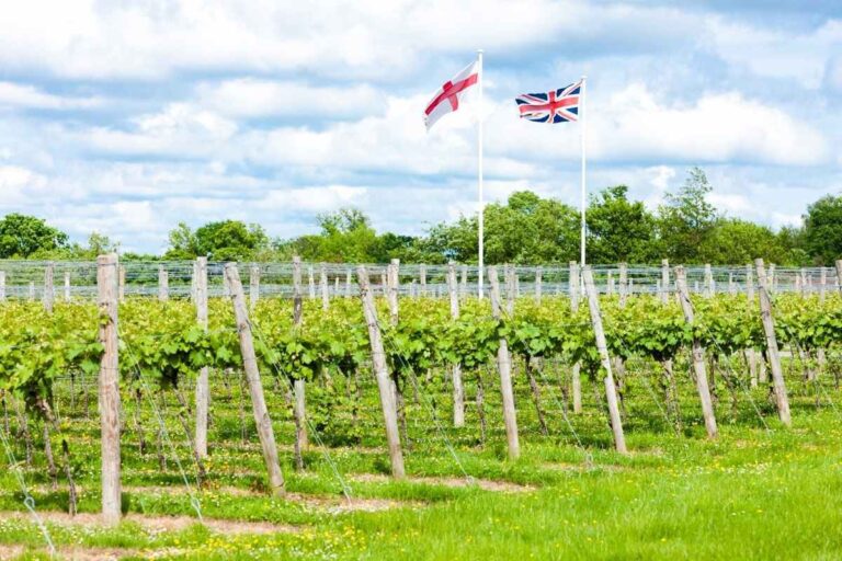 Vino británico mejora su calidad y se hace más competitivo en el mercado 34 Vino britanico mejora su calidad y se hace mas competitivo