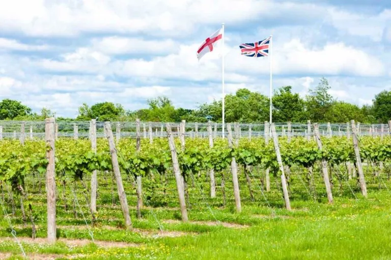 Vino británico mejora su calidad y se hace más competitivo en el mercado