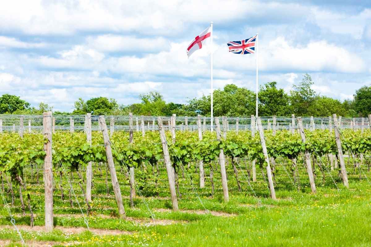 Vino británico mejora su calidad y se hace más competitivo en el mercado 1 Vino britanico mejora su calidad y se hace mas competitivo