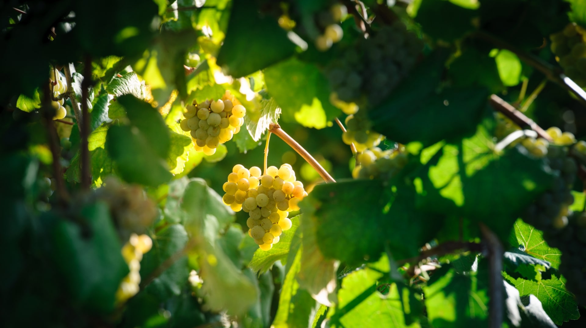 Vitaevino defiende la cultura del vino y el consumo moderado en España 1 Vitaevino defiende la cultura del vino y el consumo moderado