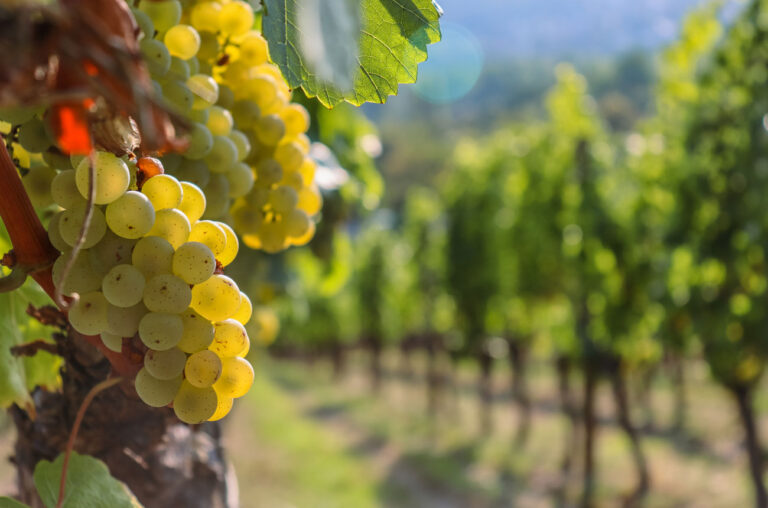 Winemakers alemanes sustituyen variedades locales por uvas francesas por el clima 49 Winemakers alemanes sustituyen variedades locales por uvas francesas por el