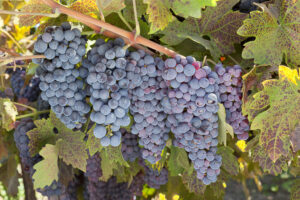 Uva Zinfandel: Historia, características y todo sobre sus vinos 8 Zinfandel