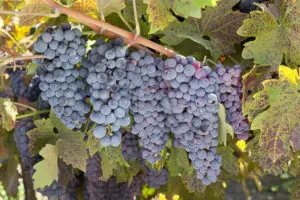 Zinfandel