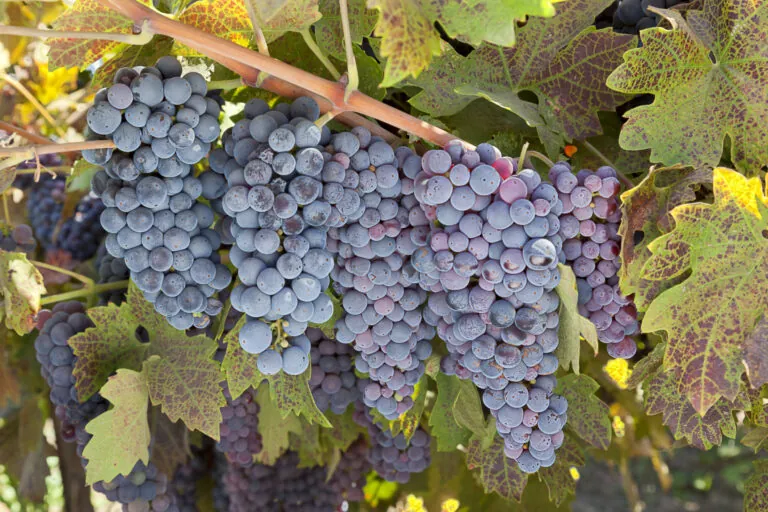 Portada principal 94 Zinfandel