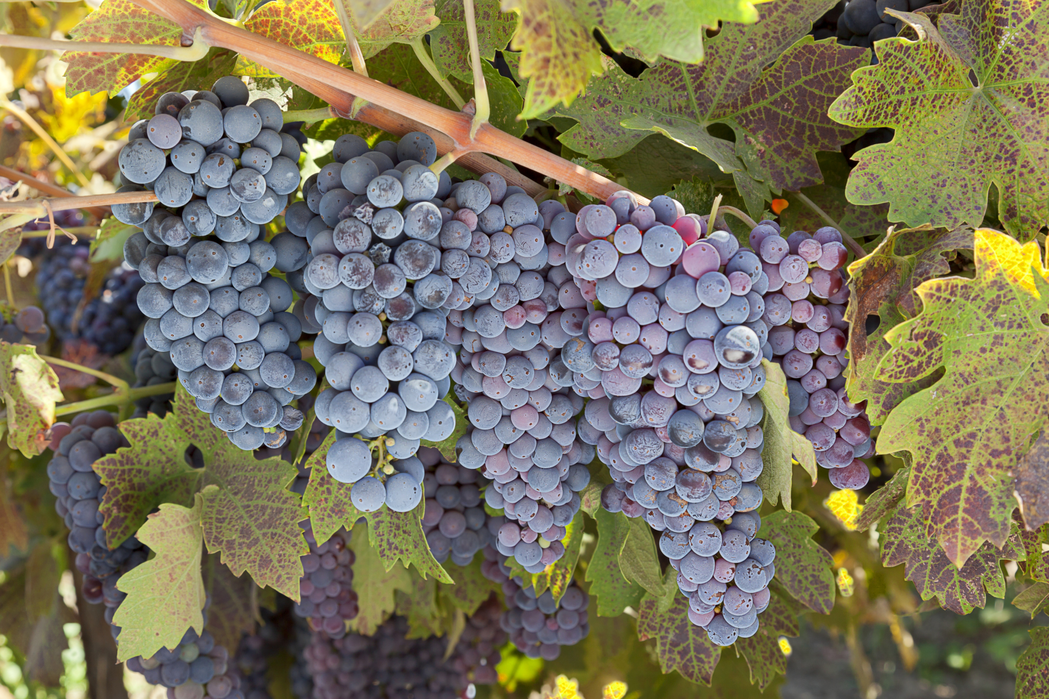 Uva Zinfandel: Historia, características y todo sobre sus vinos 1 Zinfandel