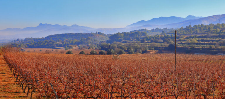 La Denominación de Origen Vinos de Valencia se consolida en la Barcelona Wine Week 2025 32 do valencia clariano ontinyent miquel frances