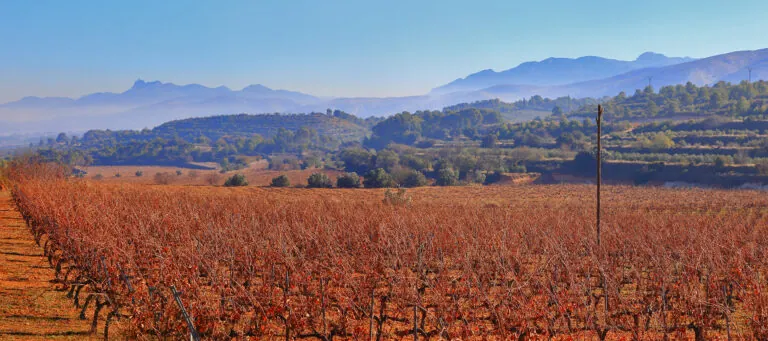 La Denominación de Origen Vinos de Valencia se consolida en la Barcelona Wine Week 2025