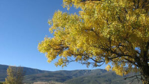 Alameda del Valle
