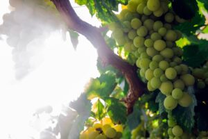 Los diez enólogos más famosos de España: la élite del vino que conquista el mundo 12 enólogos más famosos de España