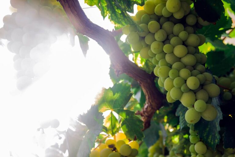 Los diez enólogos más famosos de España: la élite del vino que conquista el mundo 28 enólogos más famosos de España