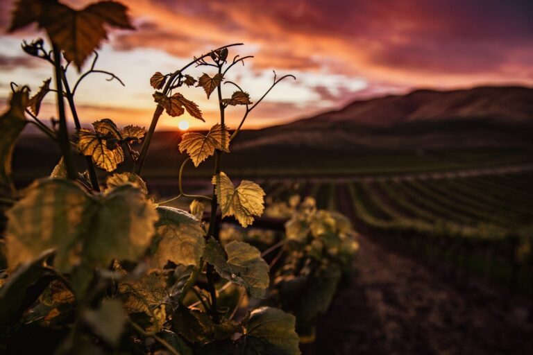 La ruta del vino en Francia: 9 bodegas imperdibles para los amantes del enoturismo 24 enoturismo 1