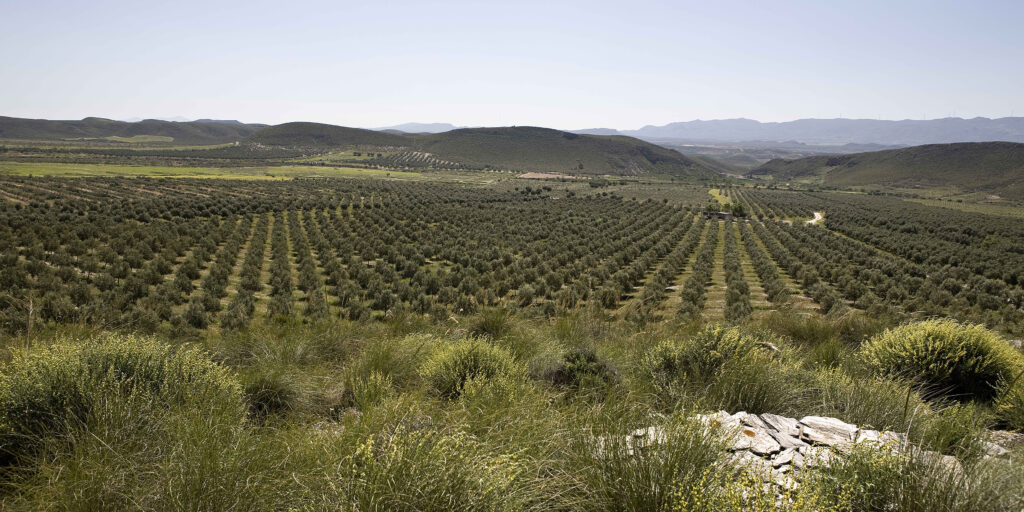 finca oro del desierto desde alto2
