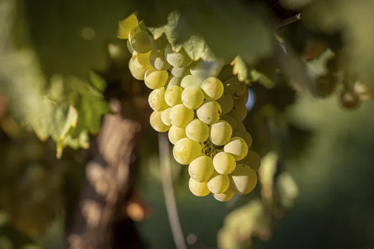 El vino español cierra un año de contrastes: menos cosecha, más presión fiscal y ayudas europeas