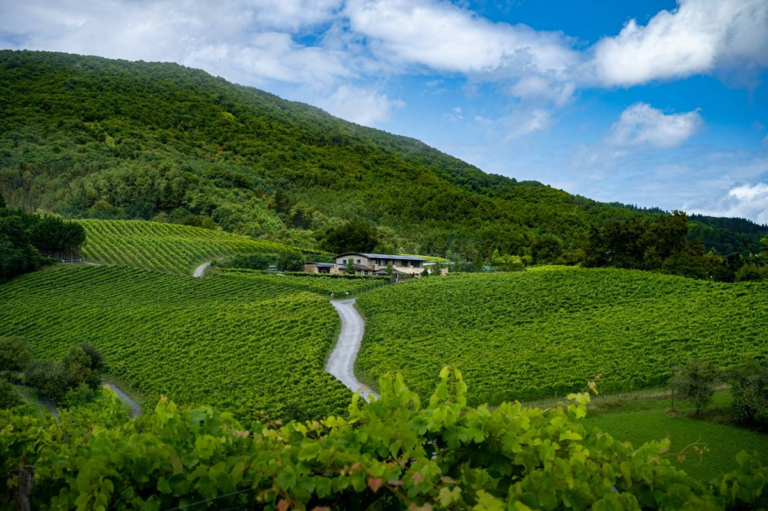 El txakoli secreto de Hondarribia