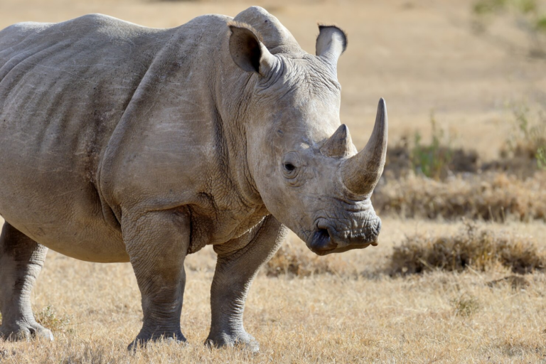 Rinoceronte blanco en el hermoso hábitat de la naturaleza Animales salvajes en cautiverio Especies prehistóricas y en peligro de extinción en el zoológico