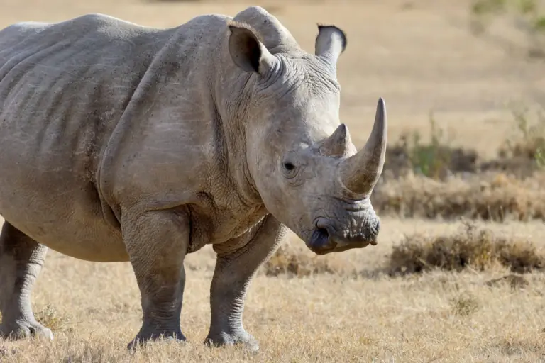 Qué ver en Ol Pejeta: el último refugio del rinoceronte blanco del norte 4 Rinoceronte blanco en el hermoso hábitat de la naturaleza Animales salvajes en cautiverio Especies prehistóricas y en peligro de extinción en el zoológico