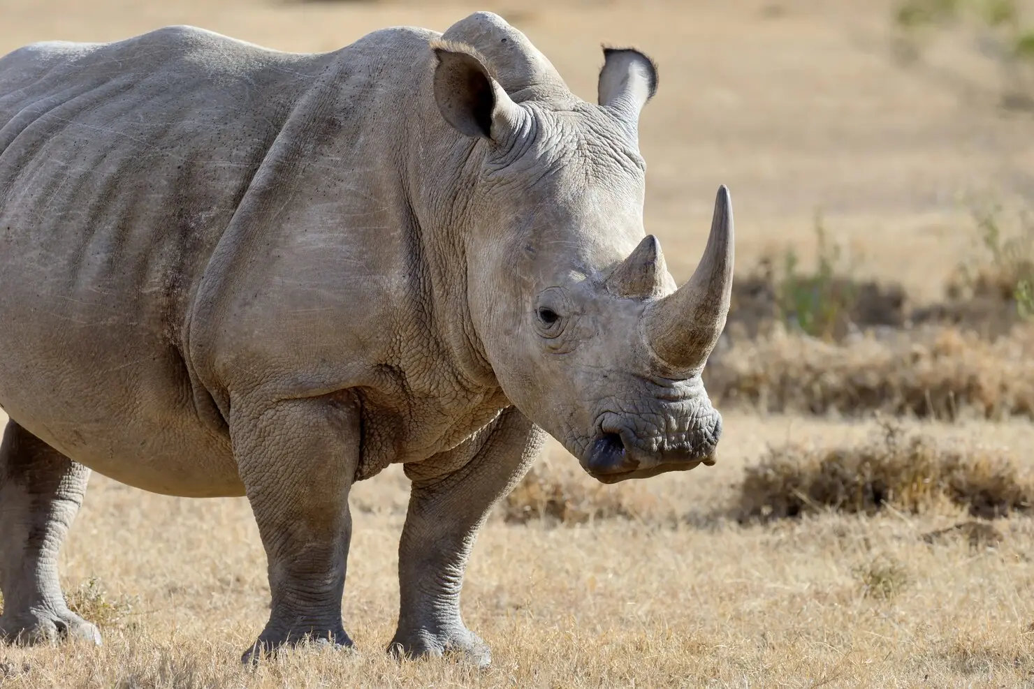 Qué ver en Ol Pejeta: el último refugio del rinoceronte blanco del norte 1 Rinoceronte blanco en el hermoso hábitat de la naturaleza Animales salvajes en cautiverio Especies prehistóricas y en peligro de extinción en el zoológico