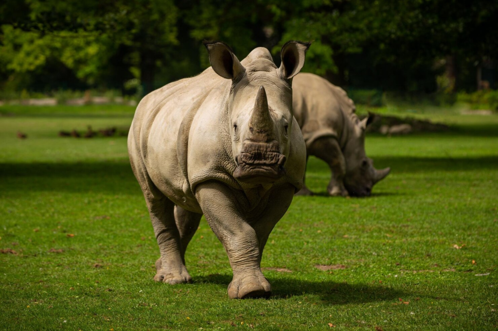 El santuario de rinocerontes más importante de África: el único lugar del mundo donde ver a los últimos ejemplares en libertad 1 Rinoceronte blanco en el hermoso hábitat de la naturaleza Animales salvajes en cautiverio Especies prehistóricas y en peligro de extinción en el zoológico