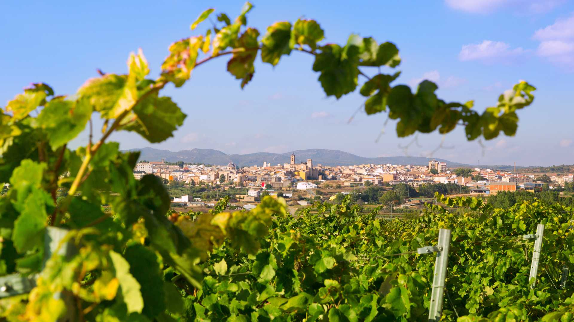 Requena será la Ciudad del Vino en 2026: así se prepara para recibir miles de visitantes 1 Requena