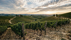 Bodegas con historia: el legado familiar detrás de los grandes vinos de Ribera del Duero 12 image 809