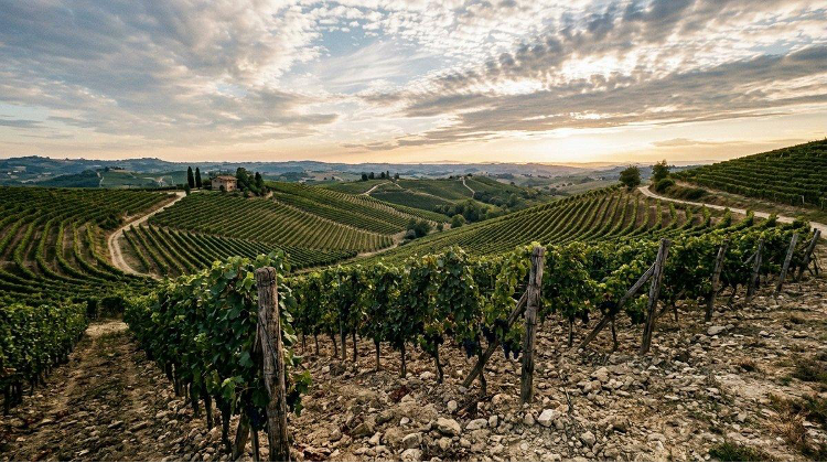 Bodegas con historia: el legado familiar detrás de los grandes vinos de Ribera del Duero 1 image 809