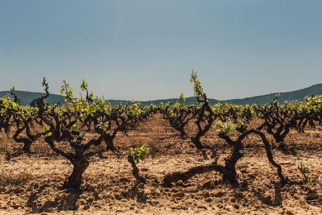 El vino de Aranda de Duero que apuesta por la elegancia sin renunciar a la intensidad 3 image 96