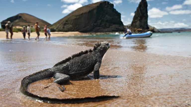 Qué ver en las islas Galápagos: el laboratorio de la vida donde los animales no le temen al ser humano 5 islas Galápagos