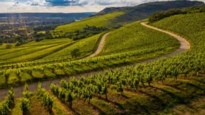 La Ruta del Vino del Bierzo podría desaparecer: “Si no hay apoyo, se disuelve”