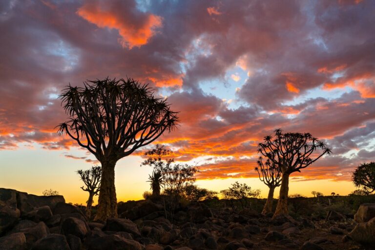 Este vino es diferente a todo lo que has probado: la cultura ancestral que está conquistando el mundo 14 sudafrica