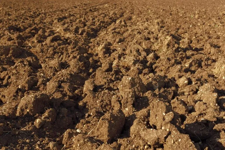 Qué es el terroir: el factor clave que conecta naturaleza, cultura y agricultura