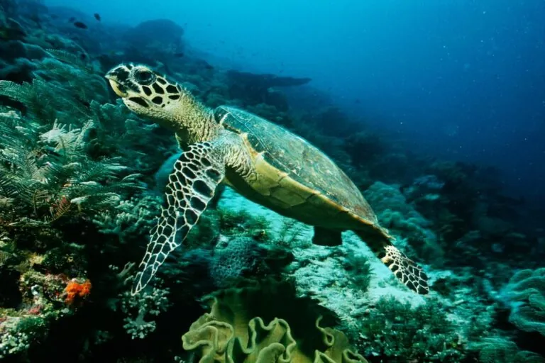Animales en peligro de extinción: 4 joyas que ver libres