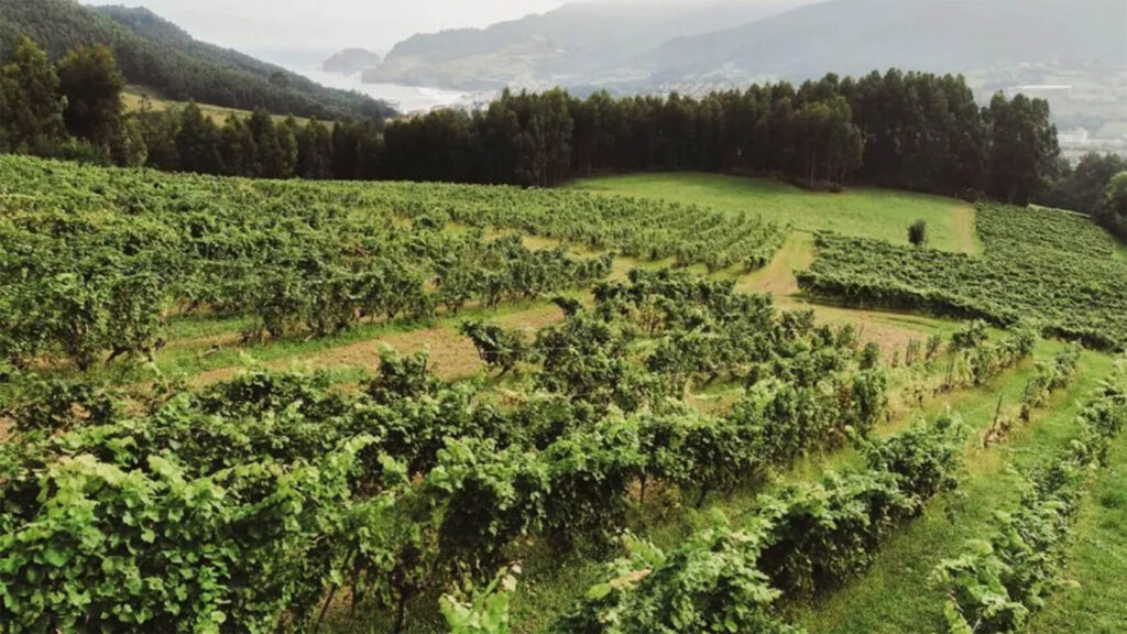 Qué es el txakoli: origen, sabor y por qué se está volviendo tan popular fuera de Euskadi 2 txakoli