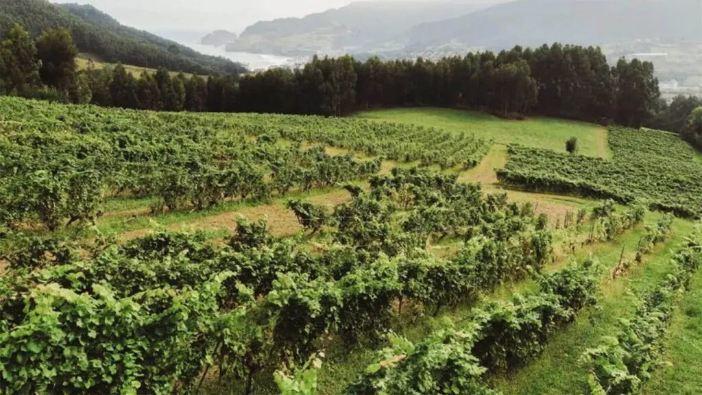 txakoli