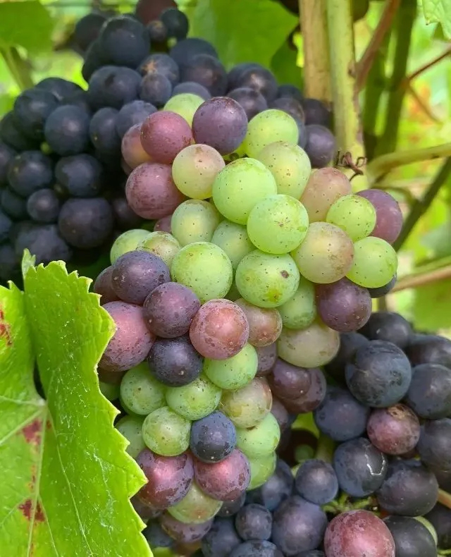 Qué es el txakoli: origen, sabor y por qué se está volviendo tan popular fuera de Euskadi 3 txakoli