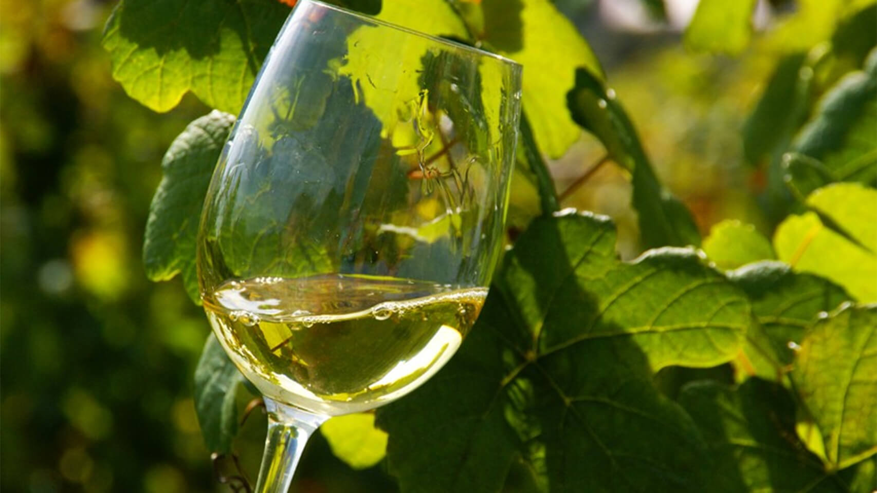 Qué es el txakoli: origen, sabor y por qué se está volviendo tan popular fuera de Euskadi 1 txakoli