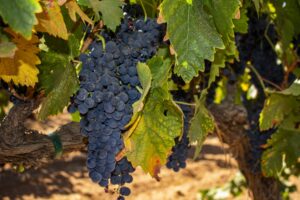uva Syrah