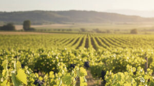 Uva Mencía: características, origen y maridajes 8 uva mencia