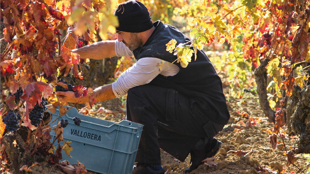 Bodegas Vallobera: 2.000 barricas y un viñedo a 680 metros en Rioja Alavesa 6 vallobera