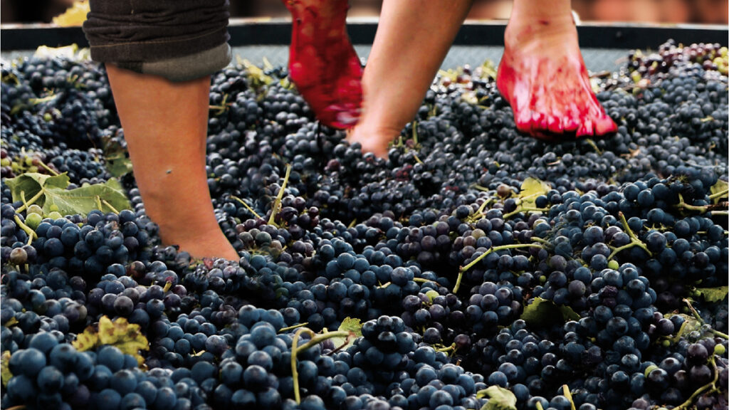 Bodegas Vallobera: 2.000 barricas y un viñedo a 680 metros en Rioja Alavesa 7 vallobera pisado