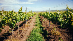 vinas